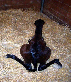 Mule Foal attempting to stand at birth