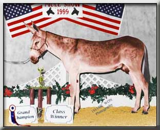Banjo Grand Champion Jack at the All Star Mule and Donkey Show