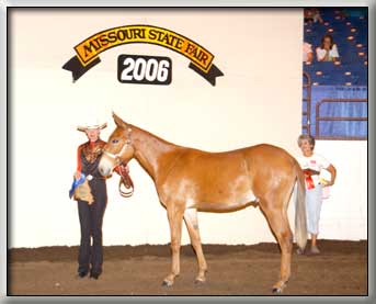 Banjo's Hotrod standing Grand Champion Mule as a Yearling
