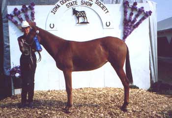 Roxie winning Yearlings at the IDMS Show (31 Aug 02)