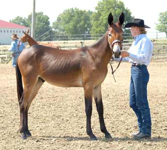 Tuffy & Amanda showing Yearlings at the Andrew County Mule Show